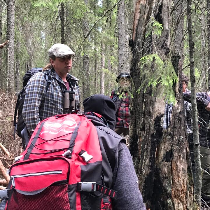 Information om biologisk mångfald i skogen